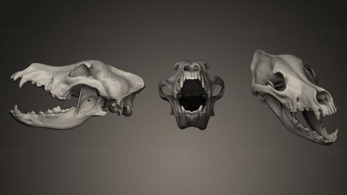 Анатомия скелеты и черепа (Волчий череп, ANTM_0062) 3D модель для ЧПУ станка